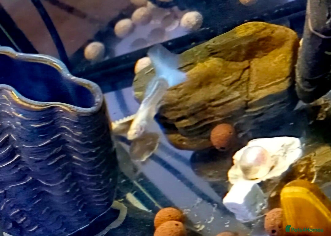 Bettas fish for sale: topaz guppies albino mix - Advert 13