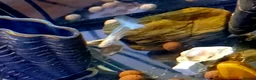 Bettas fish for sale: topaz guppies albino mix - Advert 13