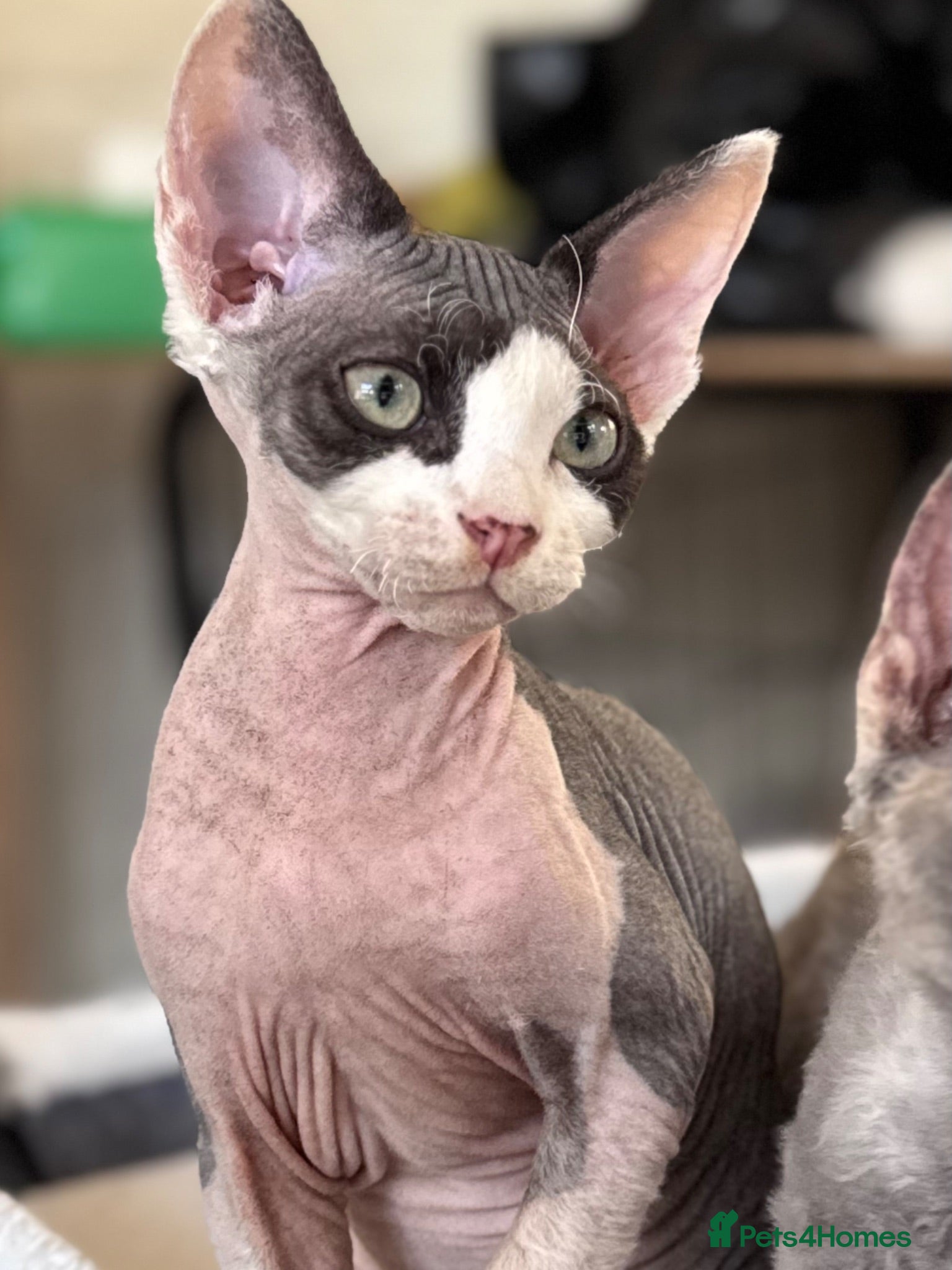 Devon Rex cats Fantastic Pedigree Devon Rex **Ready Now** - Advert 3