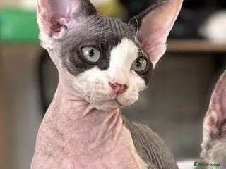 Devon Rex cats Fantastic Pedigree Devon Rex **Ready Now** - Advert 5