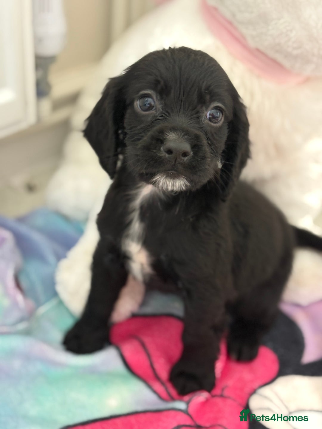 Cocker Spaniel dogs for sale: 1 GIRL 4 BOYS READY NOW 💙🩷 - Image 5
