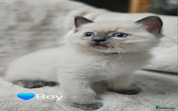 Ragdoll cats for sale: PURE RAGDOLL KITTENS 💜💙💚🤎 - Image 8