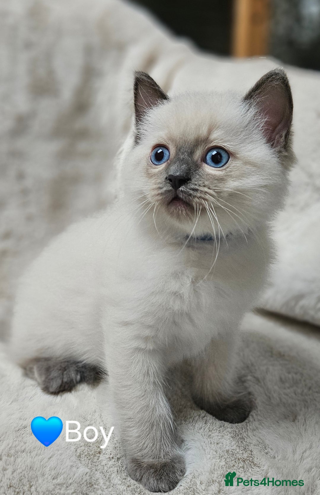 Ragdoll cats for sale: PURE RAGDOLL KITTENS 💜💙💚🤎 - Image 8