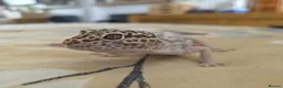 Leopard Gecko reptiles for sale: Leopard Geco  in Bournemouth - Advert 4