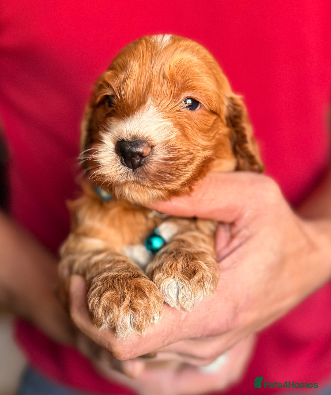 Cockapoo dogs for sale: Charming Mini Toy Cockerpoo puppies Boys 💙 - Advert 10