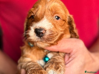 Cockapoo dogs Charming Mini Toy Cockerpoo puppies Boys 💙 - Advert 1