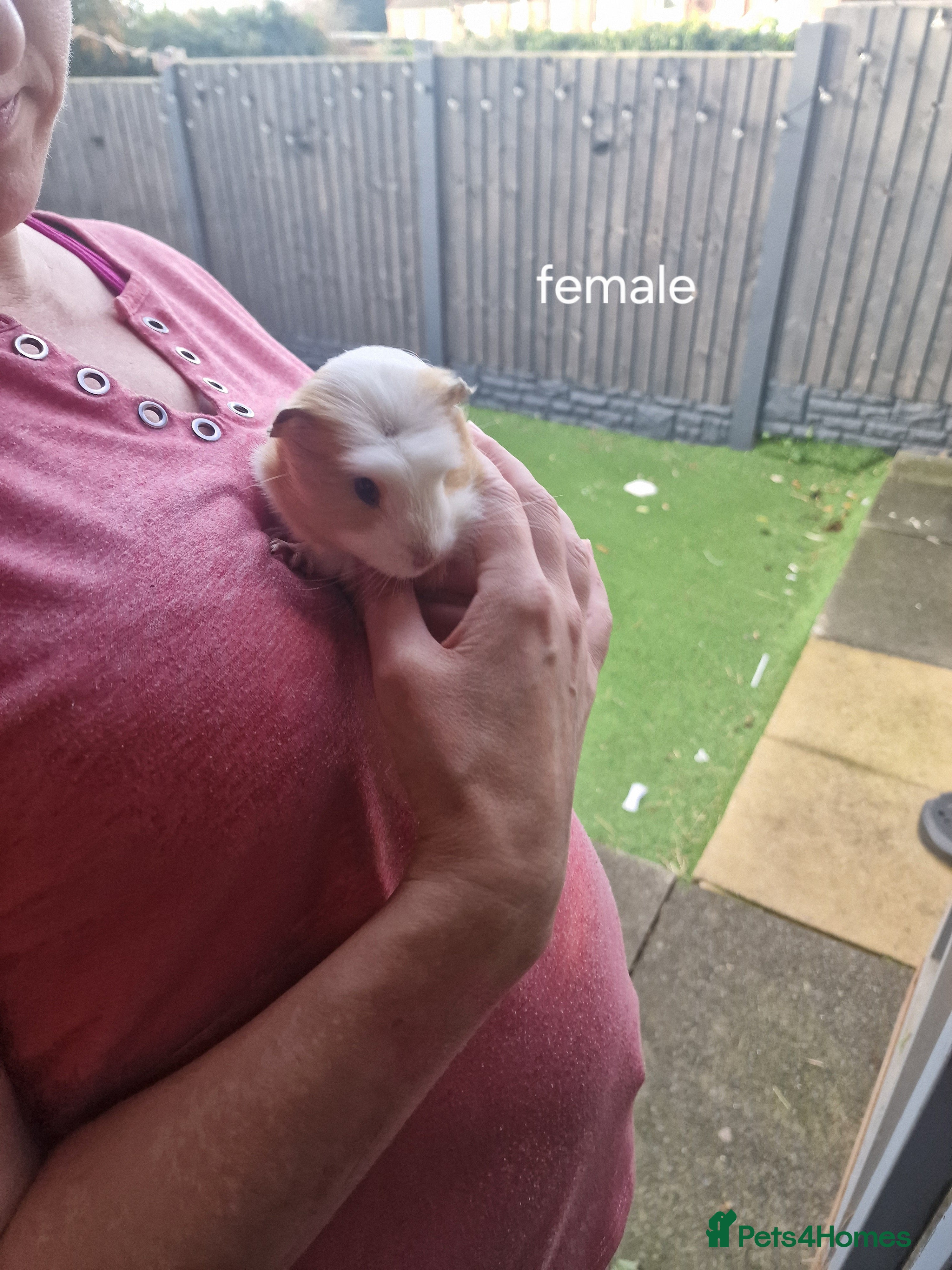 Guinea Pig rodents guinea pigs available  - Advert 1