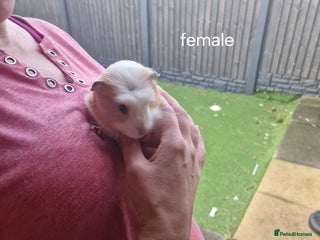 Guinea Pig rodents guinea pigs available - Advert 17