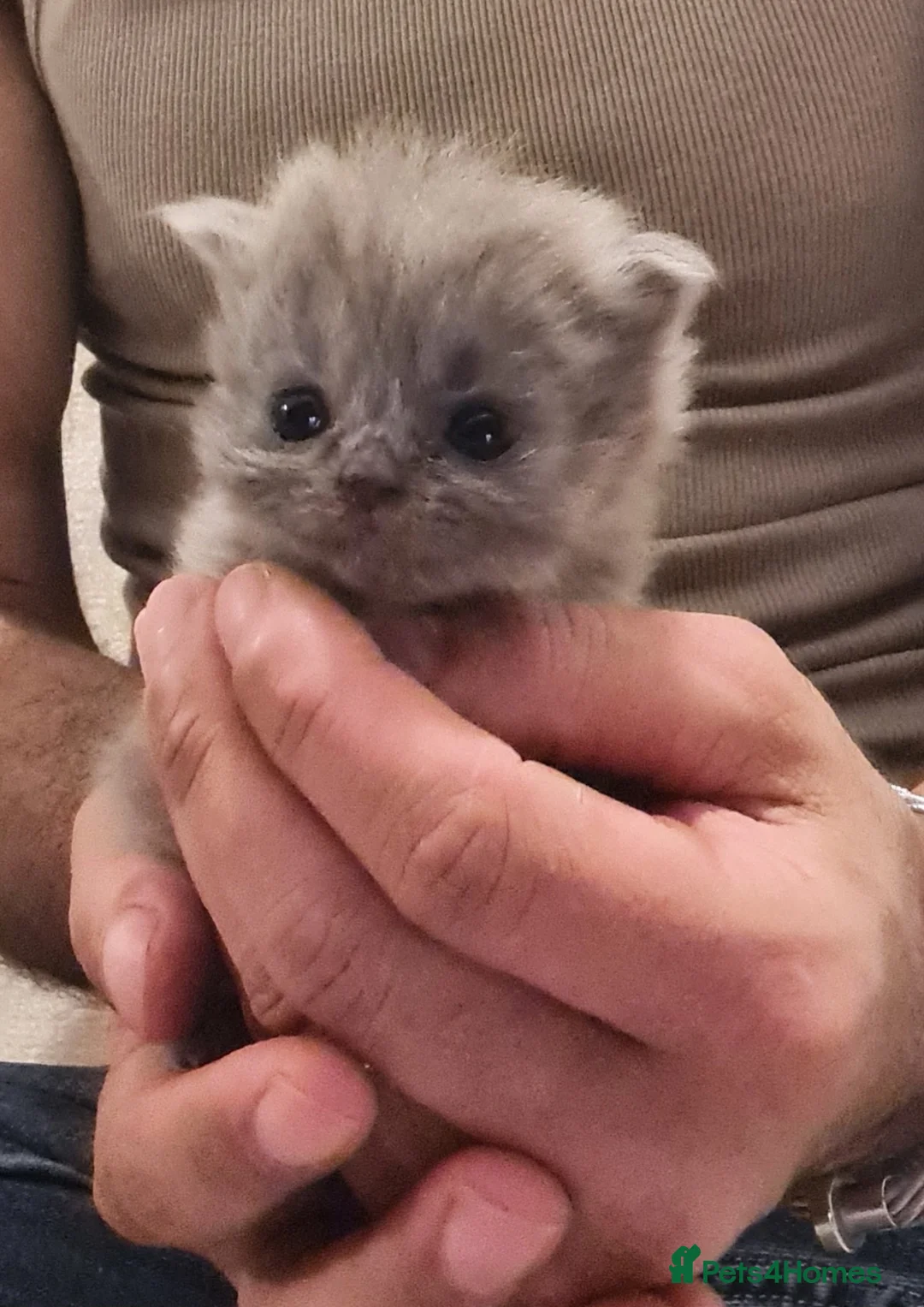 British Shorthair cats for sale: 1 male & 1 female British longhair  - Advert 12