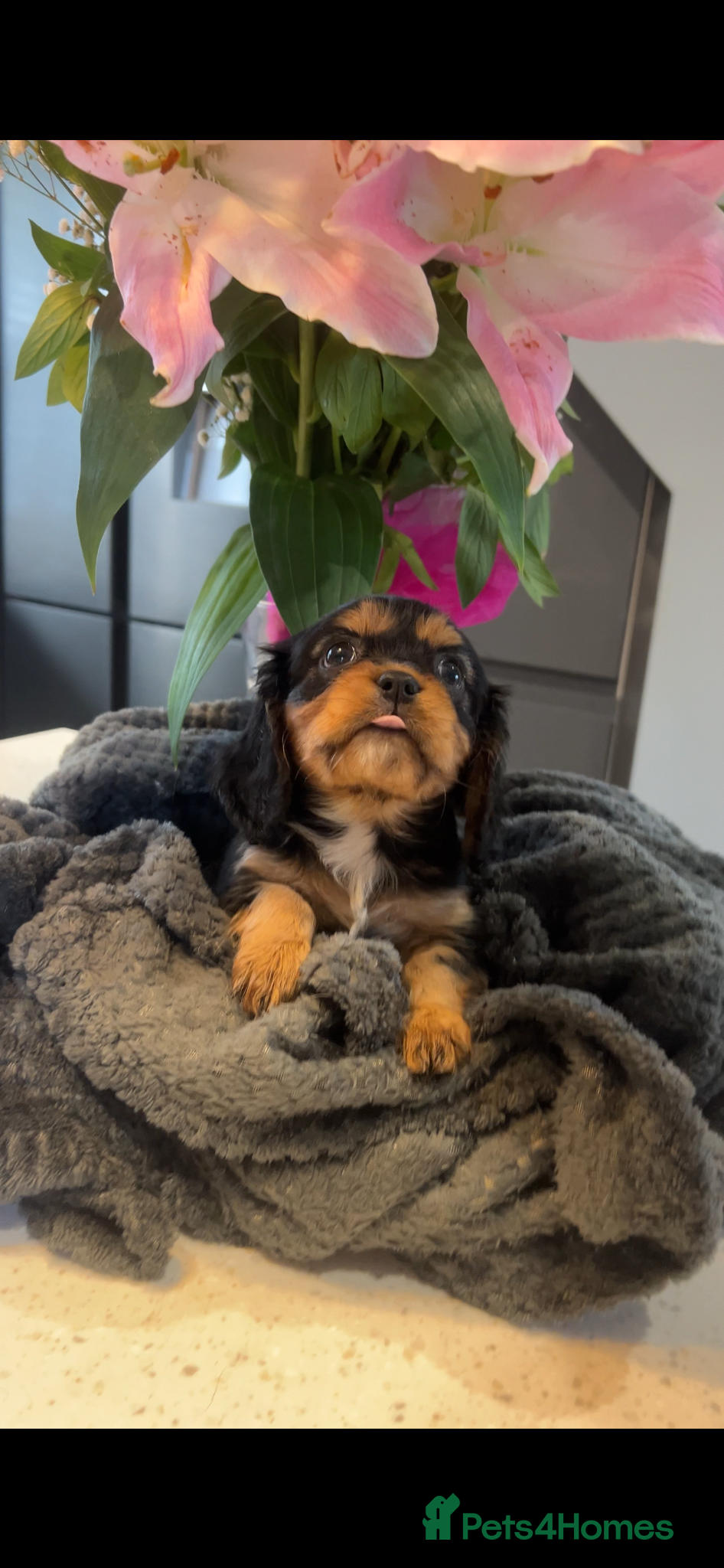 Cavalier King Charles Spaniel dogs beautiful cavalier King Charles puppies  - Advert 2