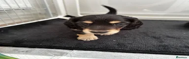 Miniature Dachshund 1