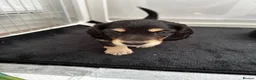 Miniature Dachshund dogs for sale: Stunning Miniature Daschund Puppies - Advert 9