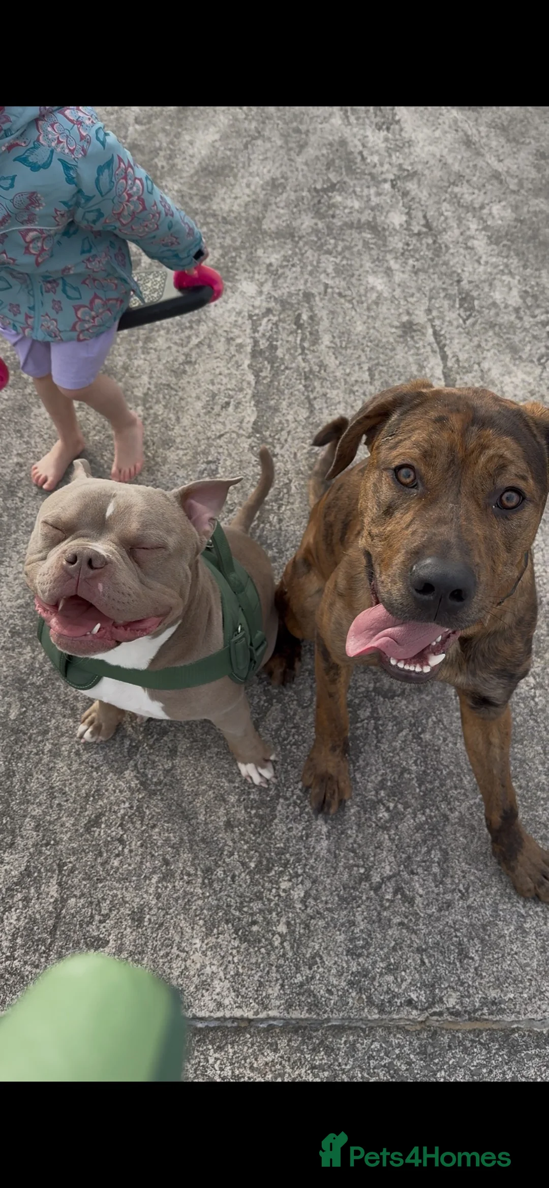 Mixed Breed dogs for sale: Kilo & Bear - Advert 8