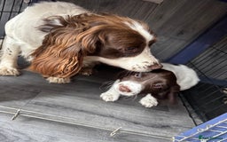 English Springer Spaniel dogs for sale: Working springer spaniel pup - Image 6