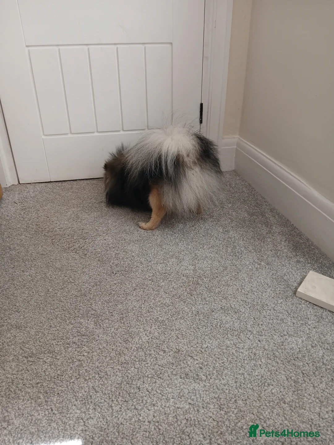 Pomeranian dogs for sale: Kc registered pomeranian girl - Advert 2