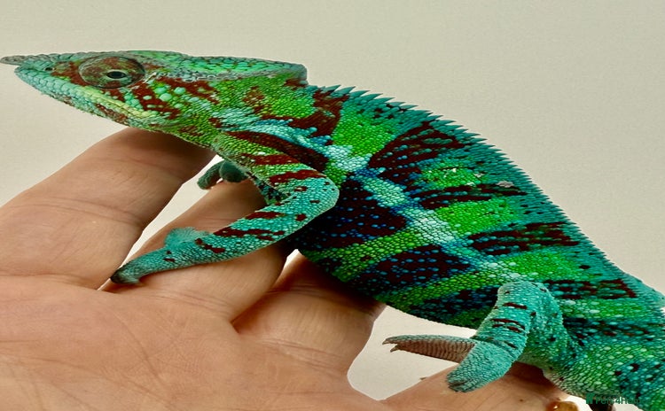 Chameleon reptiles - Advert 2