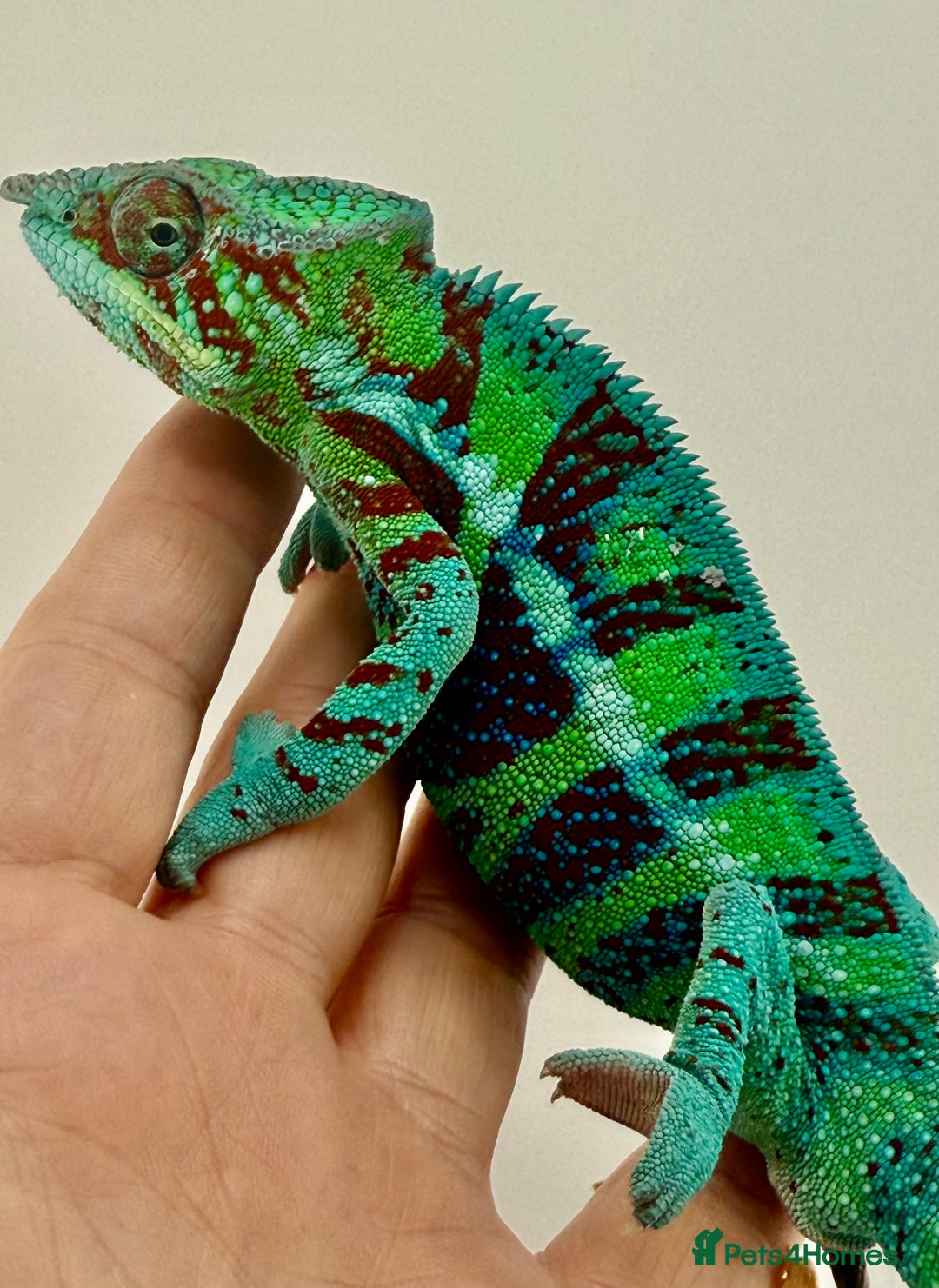 Chameleon reptiles for sale: Ambanja panther chameleon PURPLE  - Image 1