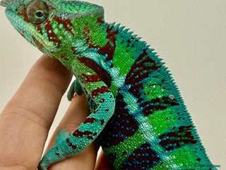 Chameleon reptiles - Advert 4