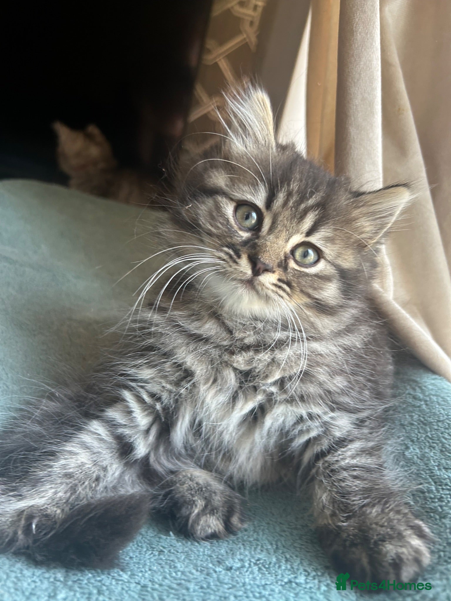 Persian cats 3 Cute Half Persian Kittens left  - Advert 2