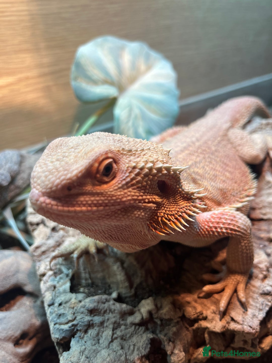 Bearded Dragon reptiles for sale: 1.5 year old bearded dragon - Advert 2