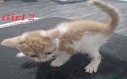 Mixed Breed cats for sale: Beautiful kittens for sale - Image 25