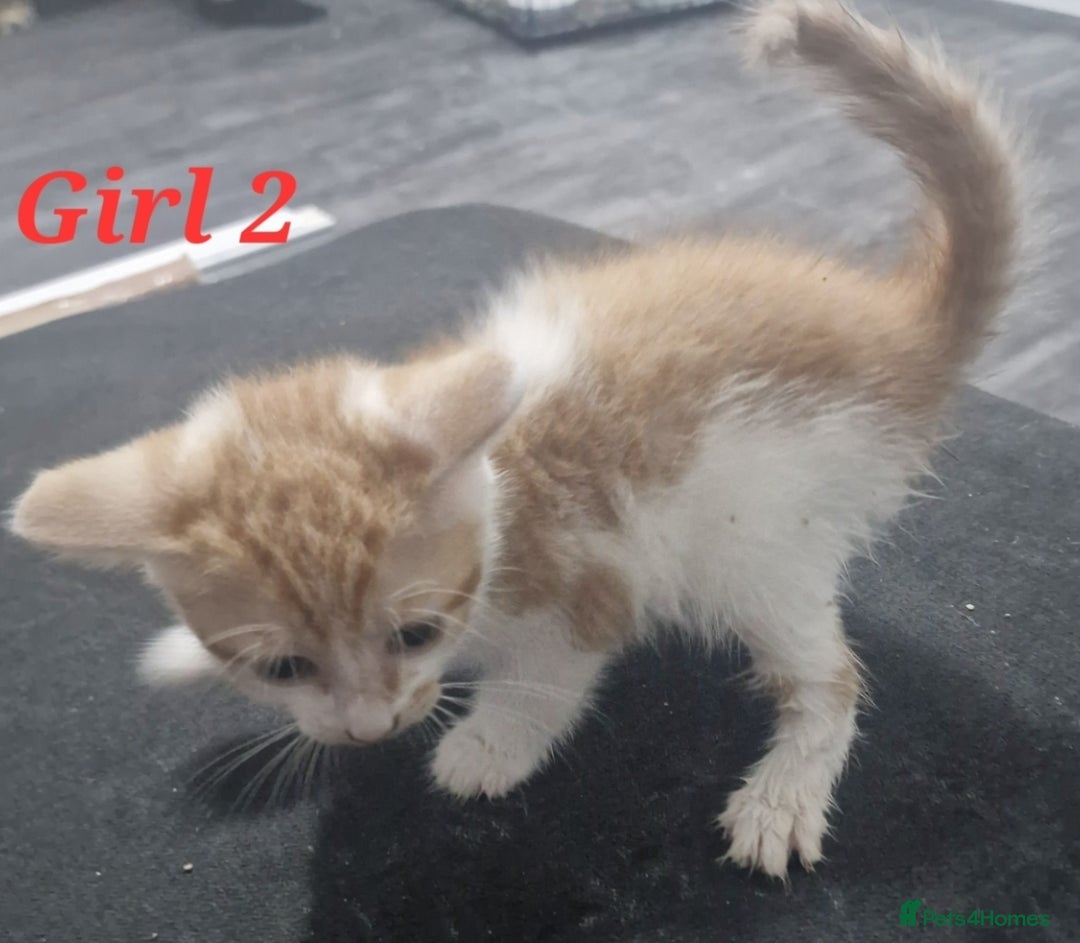 Mixed Breed cats for sale: Beautiful kittens for sale - Image 25