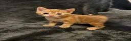 Mixed Breed cats for sale: Adorable little kittens. Mixed breed.  - Advert 17