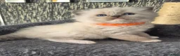 Ragdoll cats for sale: DNA tested Ragdoll kittens  - Advert 9