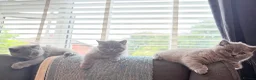 British Shorthair cats for sale: British short hair kittens  in Hyde - Advert 2