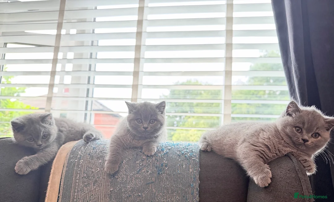 British Shorthair cats for sale: British short hair kittens  in Hyde - Advert 2