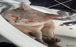 British Shorthair cats for sale: Lilac Male BSH - Image 1