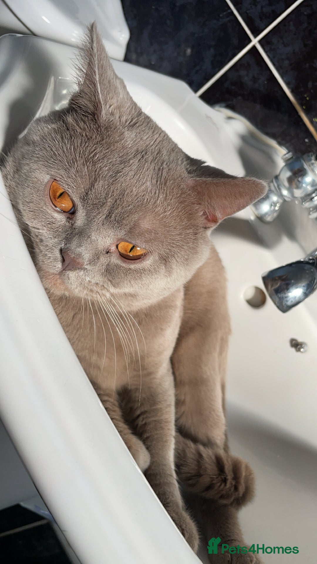 British Shorthair cats for sale: Lilac Male BSH - Image 1