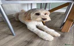 Cockapoo dogs for sale: Phoebe the cockapoo - Image 4