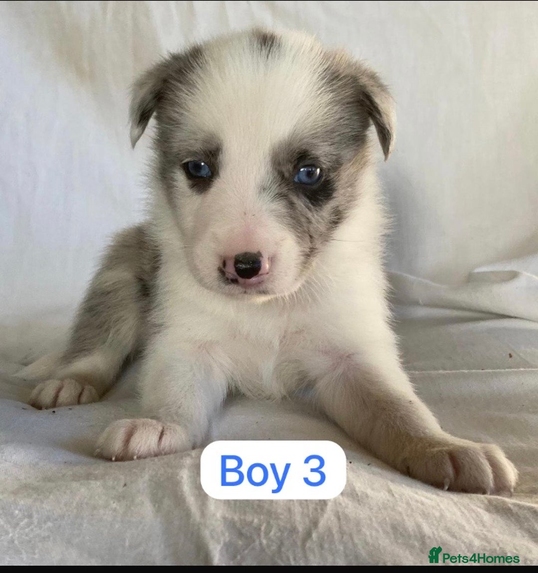 Border Collie dogs for sale: KC registered border collie puppies - Advert 7