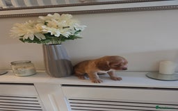 Cocker Spaniel dogs for sale: Stunning gold working cocker spaniel puppies!! - Image 7