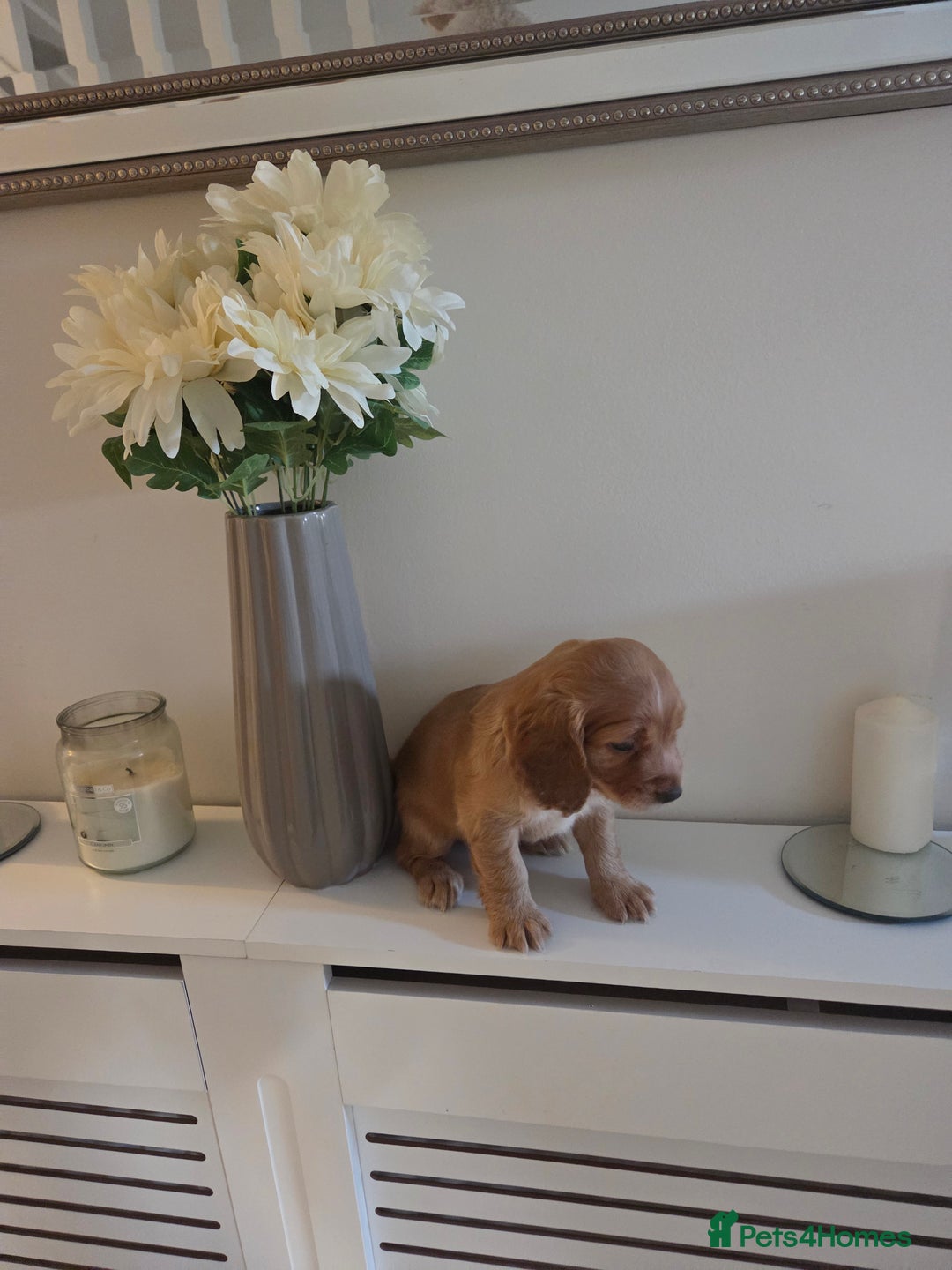 Cocker Spaniel dogs for sale: Stunning gold working cocker spaniel puppies!! - Image 7