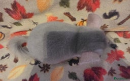 Chinchilla rodents for sale: Gorgeous Female Chinchilla  - Image 4