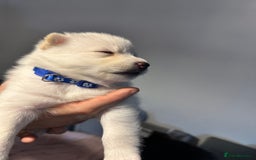 Pomsky dogs for sale: F4 beautiful puppy pomskie blue eyes - Image 41