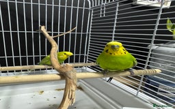 Budgerigars birds for sale: Beautiful Pair of Budgies  - Image 5