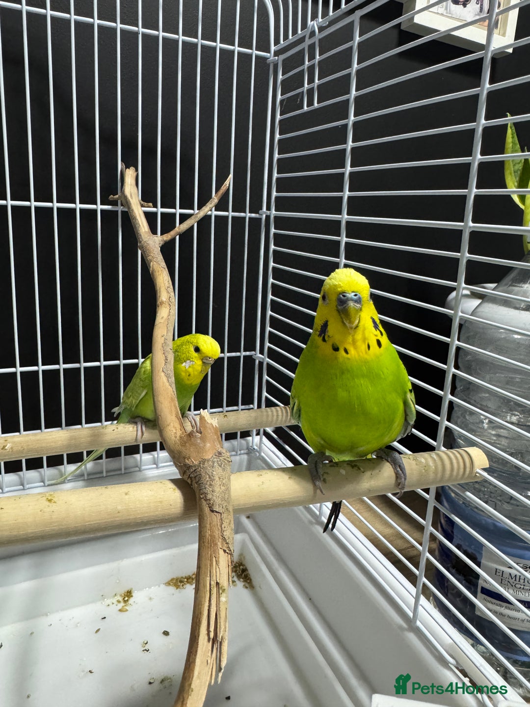 Budgerigars birds for sale: Beautiful Pair of Budgies  - Image 5