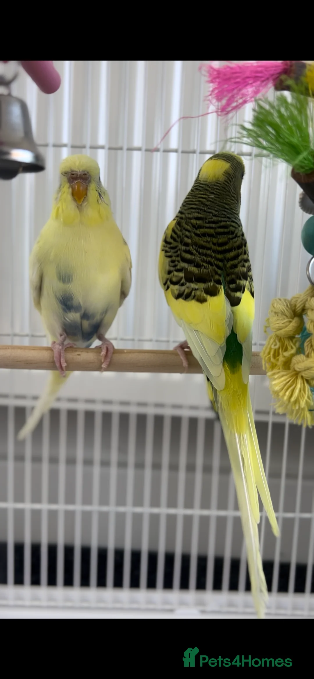 Budgerigars birds for sale: Pair of budgies  - Advert 2