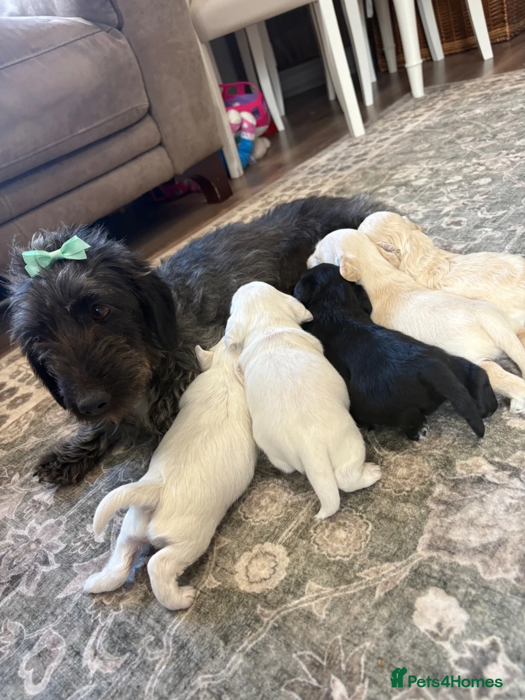 Doxiepoo dogs for sale: Doxiepoo puppies  - Advert 20