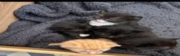 British Shorthair cats for sale: Kittens available 30th may in Nottingham - Advert 1