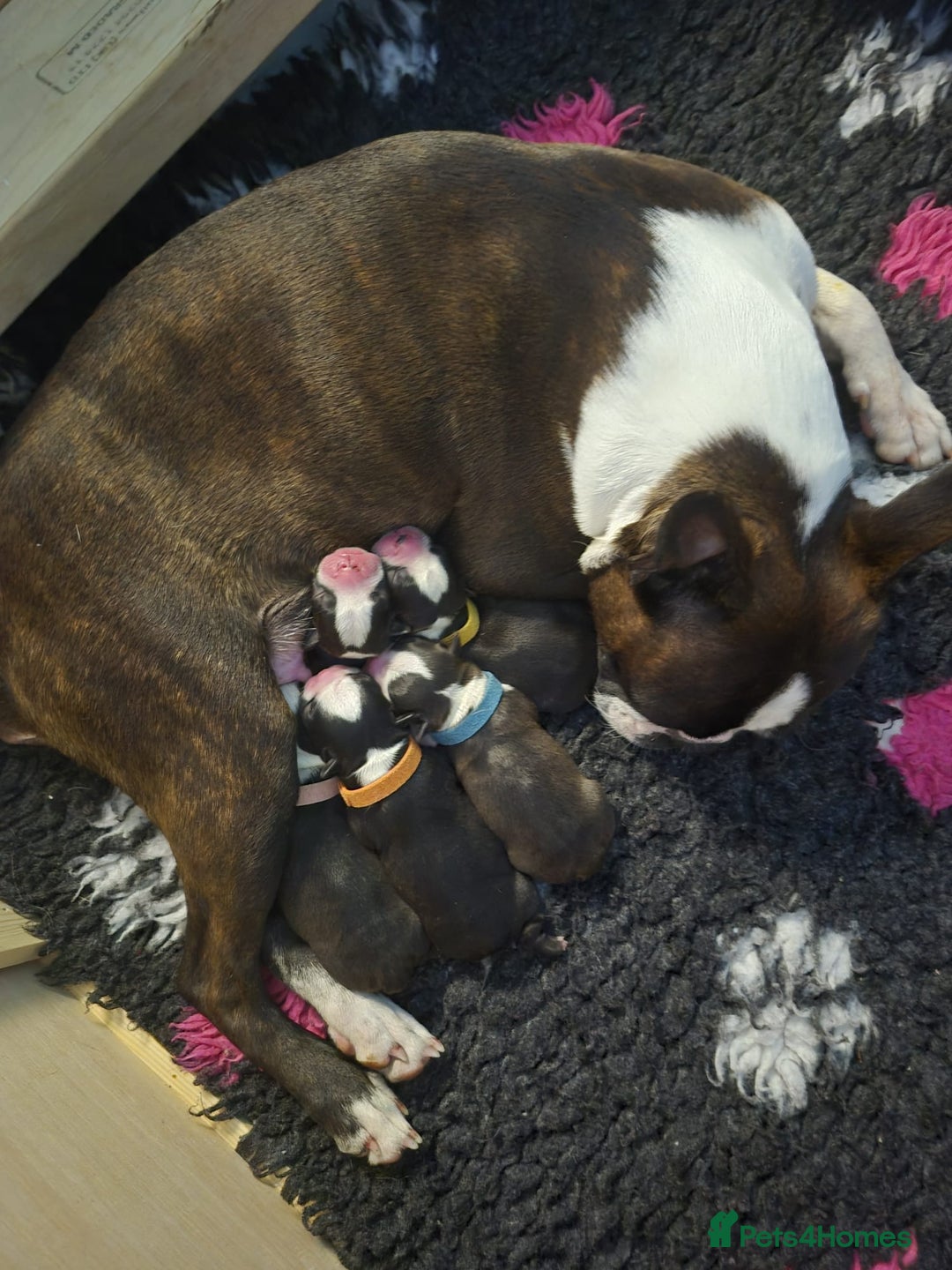 Boston Terrier dogs for sale: Stunning true to type wildax litter - Image 3