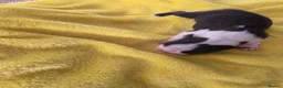 Boston Terrier dogs for sale: Lovely litter of boston terriers  - Advert 5