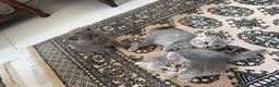 British Shorthair cats for sale: 3 British Shorthair Kittens  - Advert 9