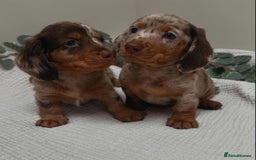 Miniature Dachshund dogs for sale: Purebred Miniature Dachshund Puppies – Ready - Image 13
