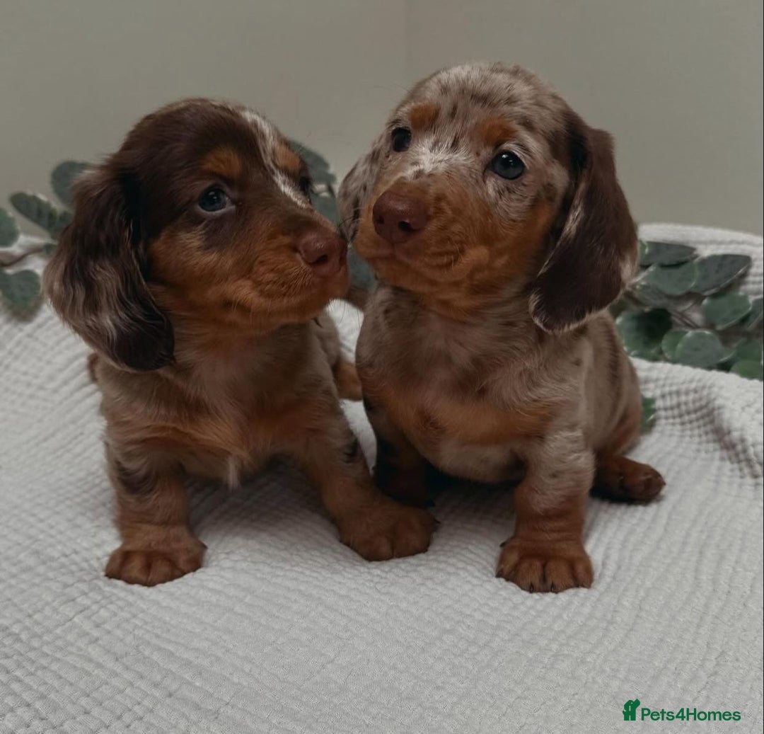 Miniature Dachshund dogs for sale: Purebred Miniature Dachshund Puppies – Ready - Image 13
