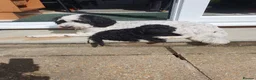 Mixed Breed dogs for sale: Labradoodle x Sproodle - Advert 2