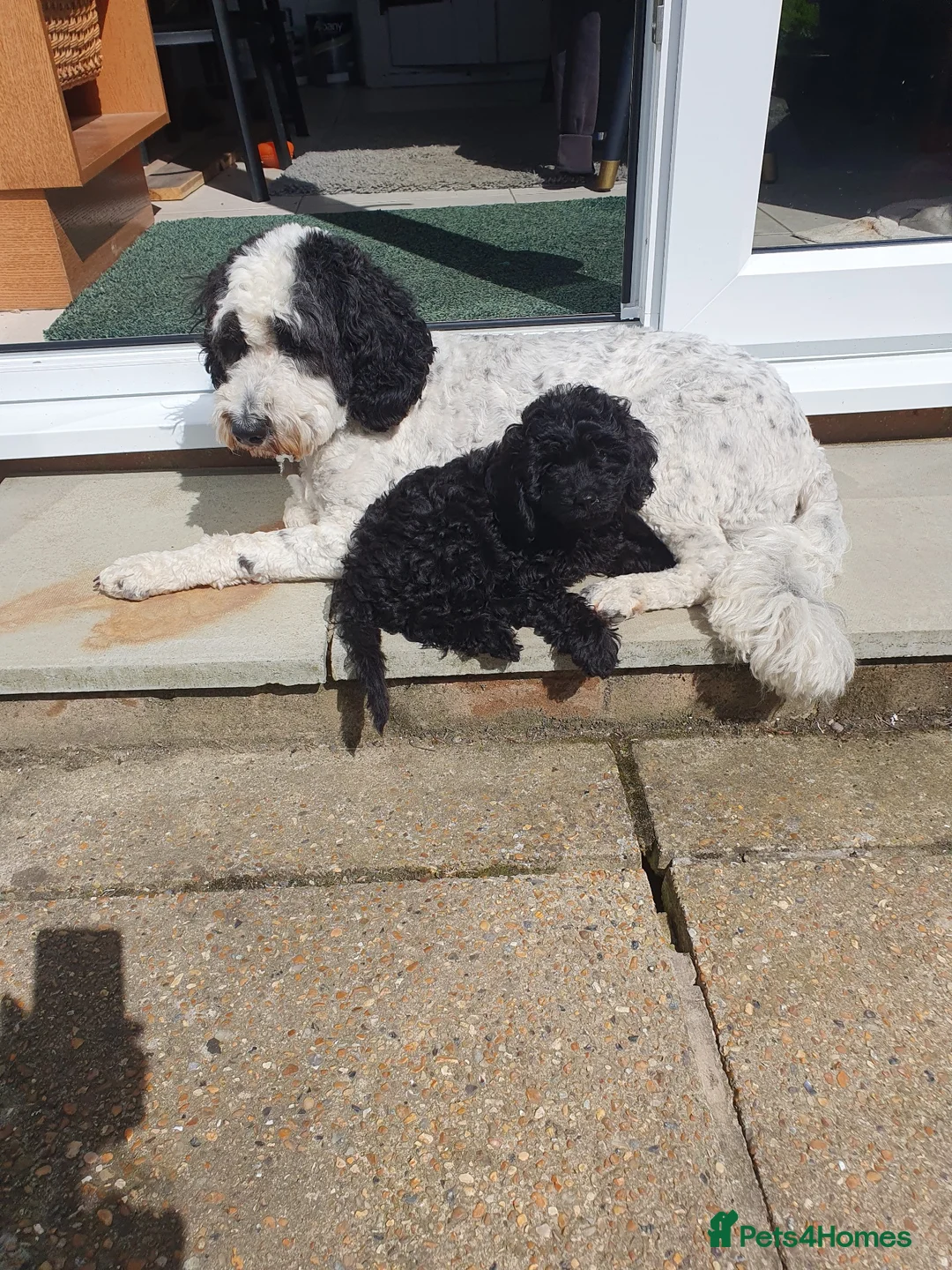 Mixed Breed dogs for sale: Labradoodle x Sproodle - Advert 2